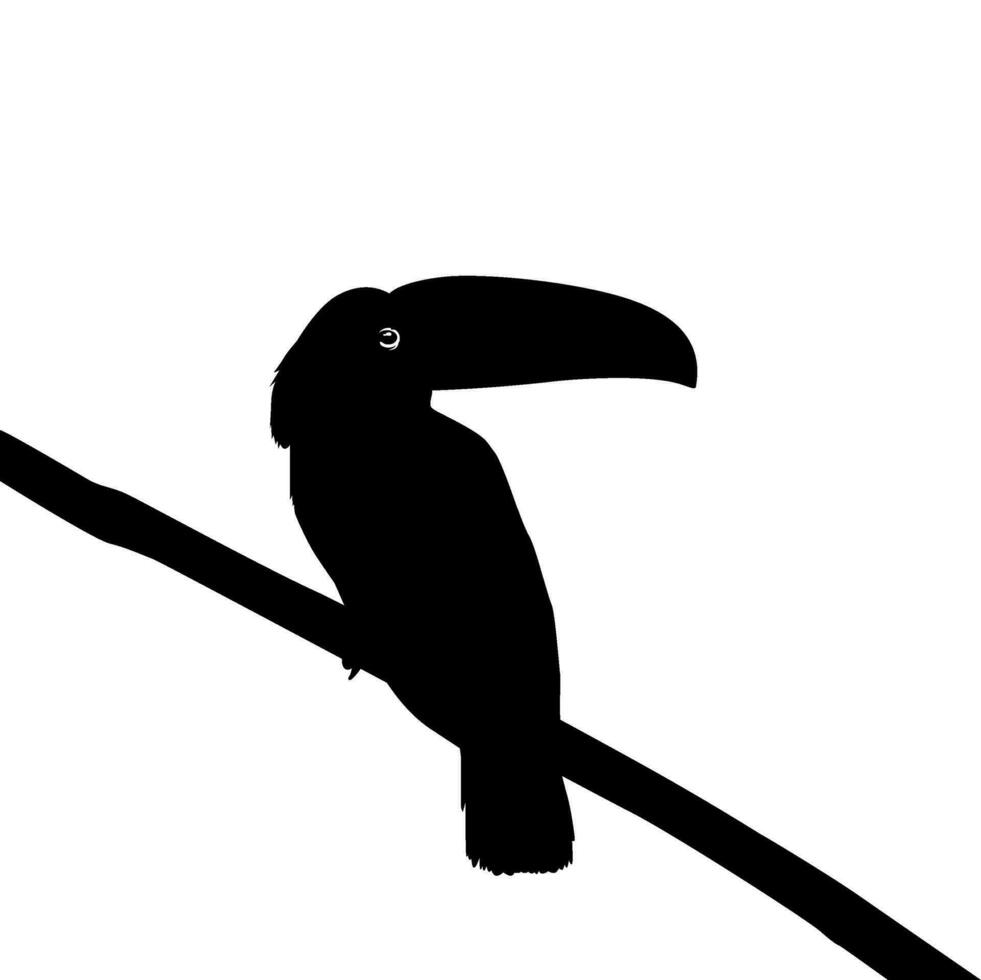 Tukane sind neotropisch Mitglieder von das in der Nähe von Passerine Vogel Familie Ramphastidae. das Ramphastidae sind die meisten eng verbunden zu das amerikanisch Barbets, Vogel Silhouette. Vektor Illustration