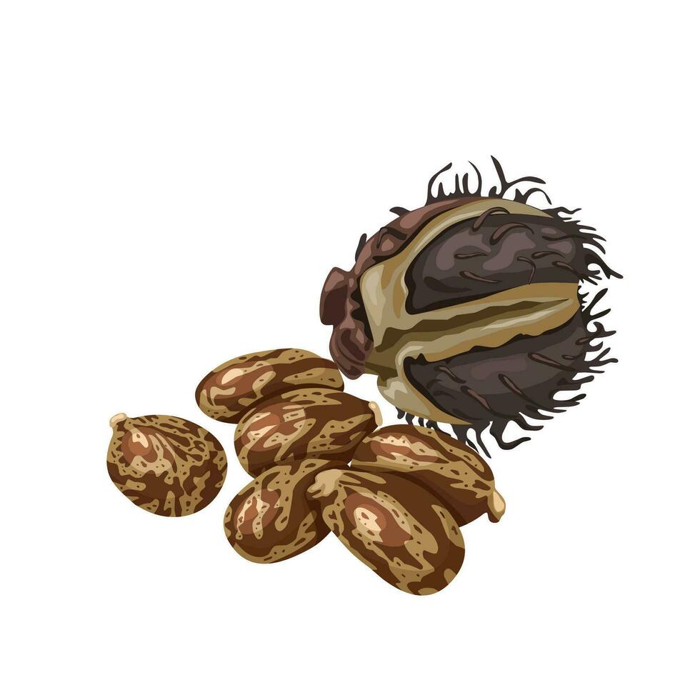 vektor illustration, torkades hjul bönor, vetenskaplig namn ricinus kommunis, isolerat vit bakgrund.