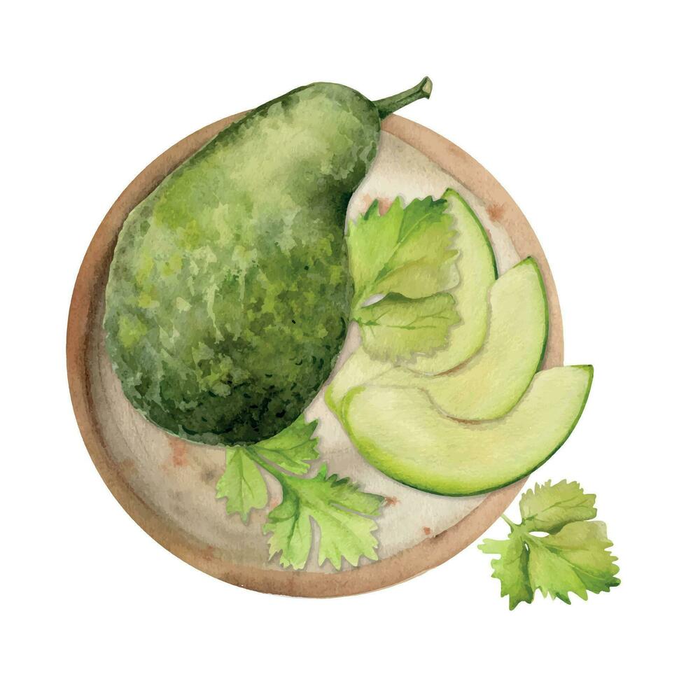 hand dragen vattenfärg avokado grönsak, nötter för diet och friska livsstil, sallad vegan matlagning. illustration sammansättning isolerat på vit bakgrund. design affisch, skriva ut, hemsida, kort, meny vektor