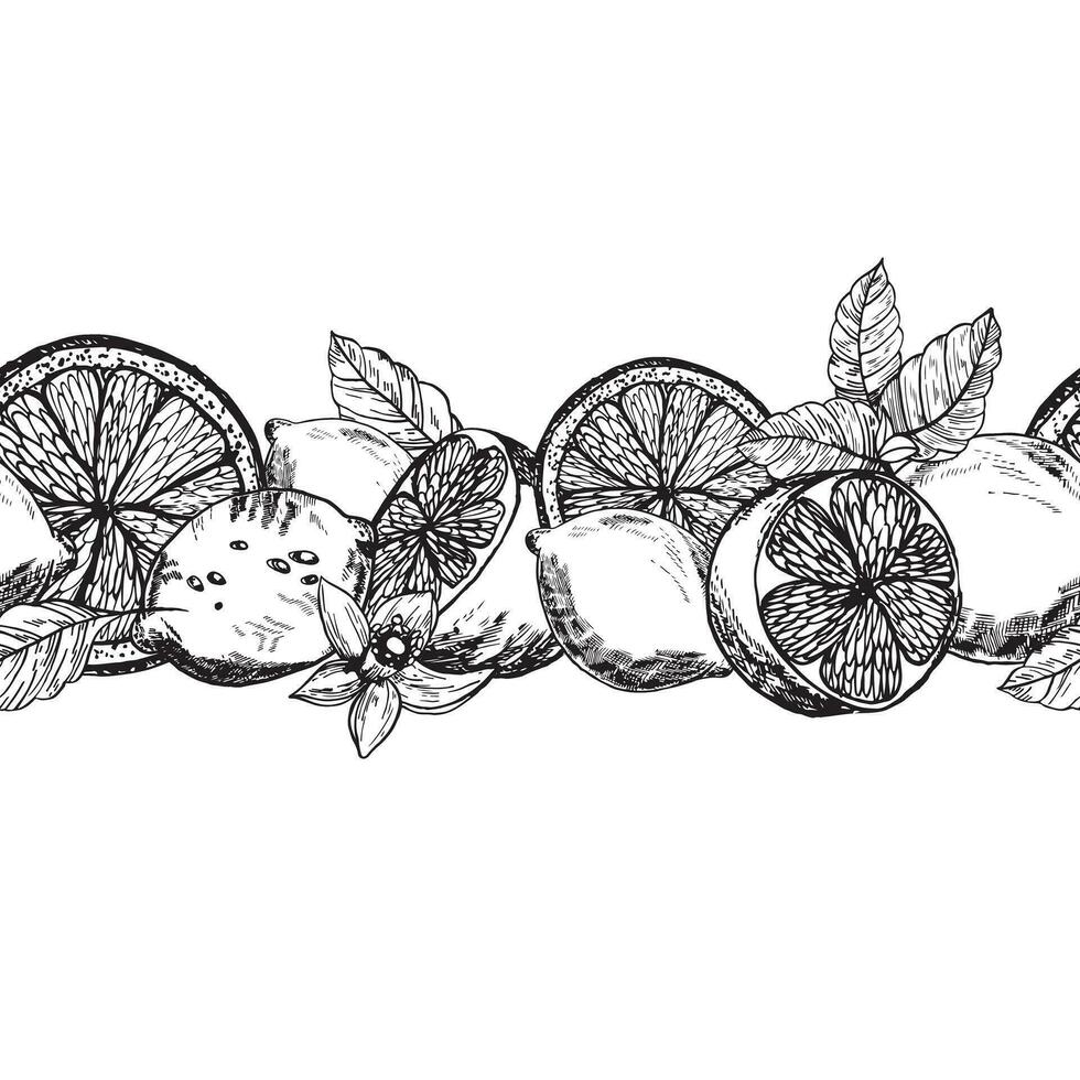 sömlös gräns med citroner. och citrus- citroner linje konst grafik. citron- skivor med grenar och blommor svart bläck grafik vektor
