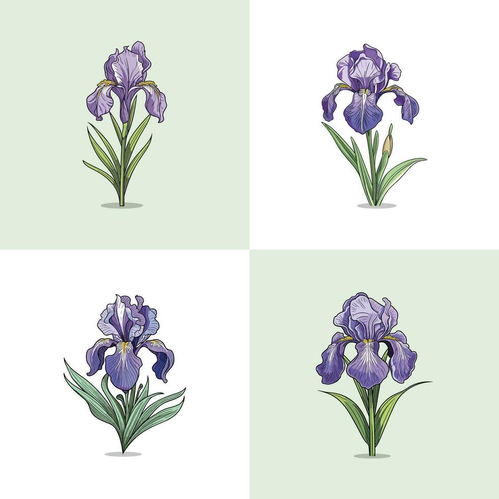 iris blomma vektor klämma konst illustration