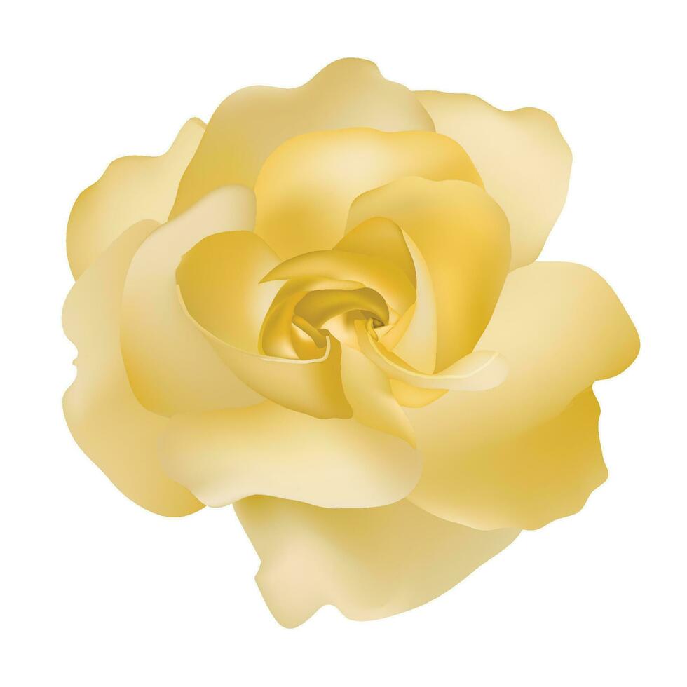 Vektor schön Gelb Rose isoliert auf Weiß Hintergrund fotorealistisch Gradient Gittergewebe