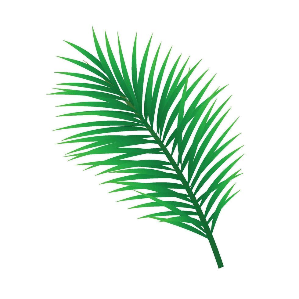 Vektor tropisch Palme Blatt isoliert auf Weiß