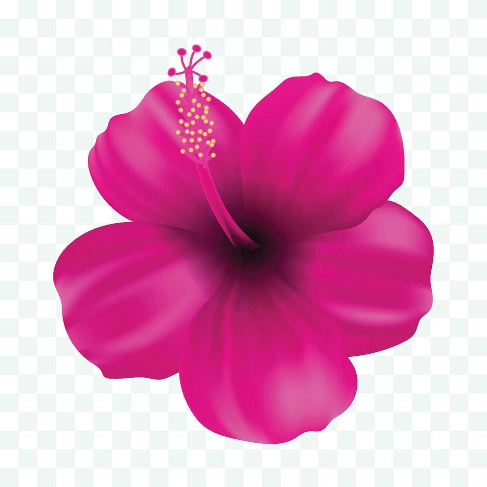 vektor en rosa gumamela blomma isolerat