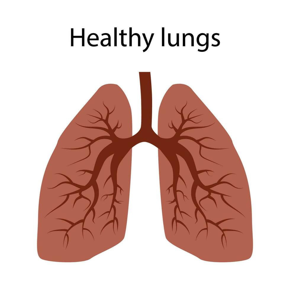 Lunge von ein gesund Person. Dort sind Nein Krankheiten oder Viren im das Lunge. isoliert Vektor. vektor