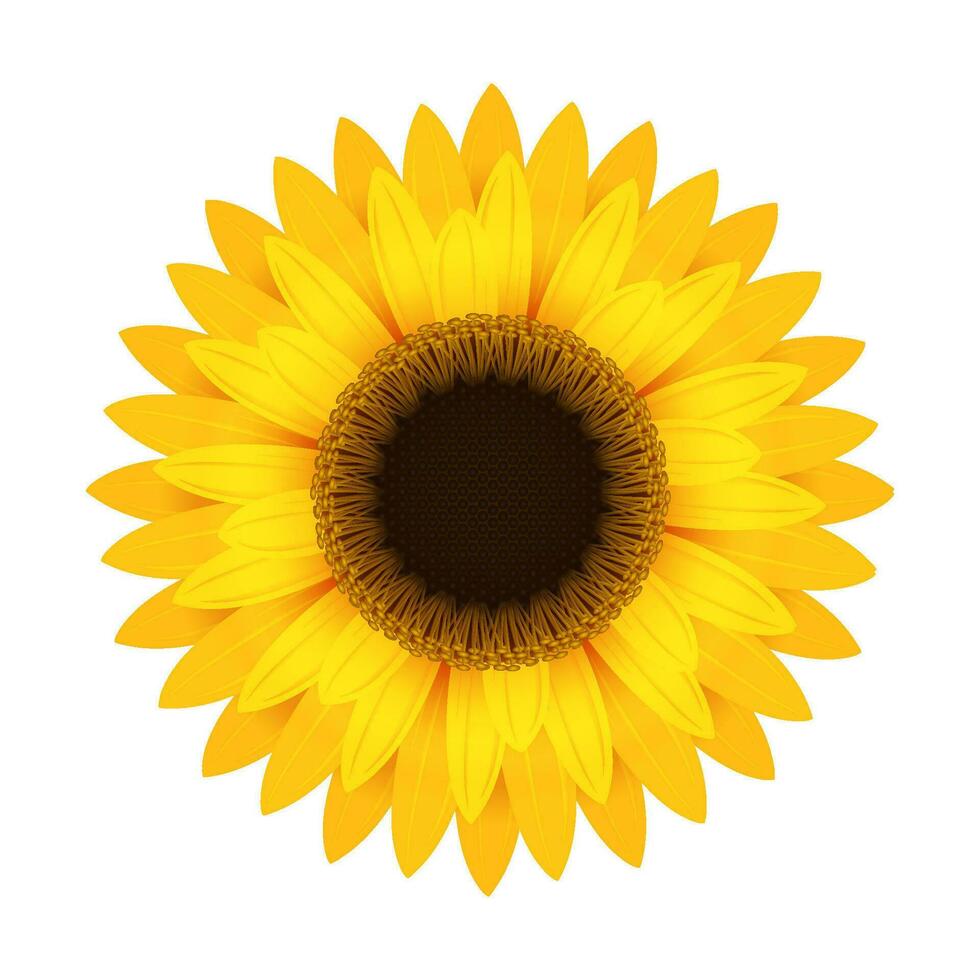 Gelb Sonnenblume Blume. runden hell Blütenstand mit realistisch groß Blütenblätter und Blühen dunkel Vektor Pollen