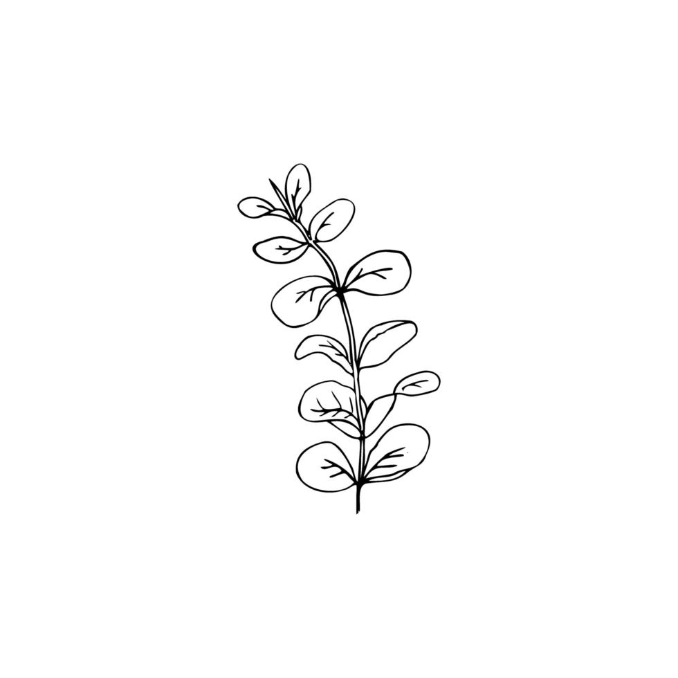 blommig clip art eukalyptusblad vektor