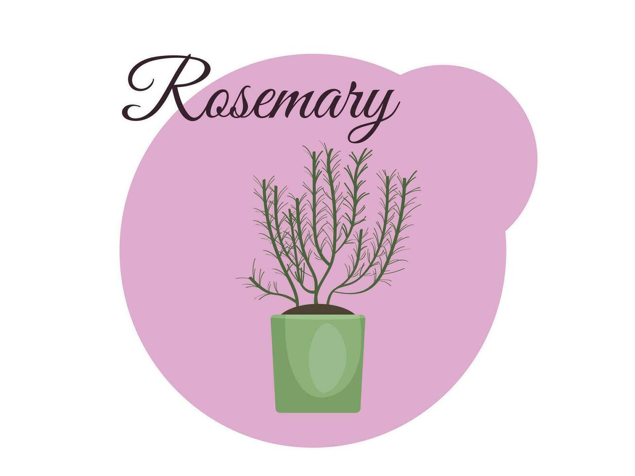 Rosmarin Pflanze im ein Topf auf ein Rosa Hintergrund mit das Inschrift Rosmarin. Zuhause Gartenarbeit. Vektor Illustration