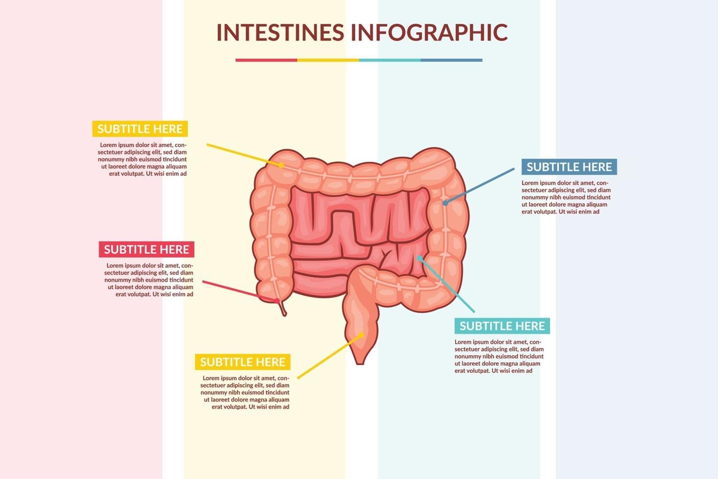 Darm Infografik Vektor Vorlage Konzept