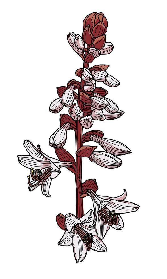 Hand Zeichnung von ein Hosta Blume mit Blätter und Knospen, modern Digital Kunst, farbig Muster mit schwarz Kontur. Design Element zum dekorieren gedruckt Produkte, Einladungen, Postkarten. vektor