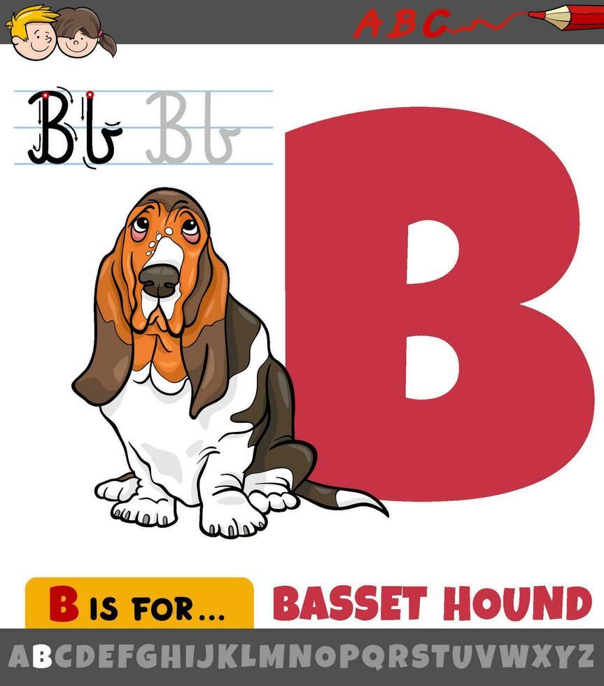 brev b från alfabet med tecknad serie basset hund hund vektor