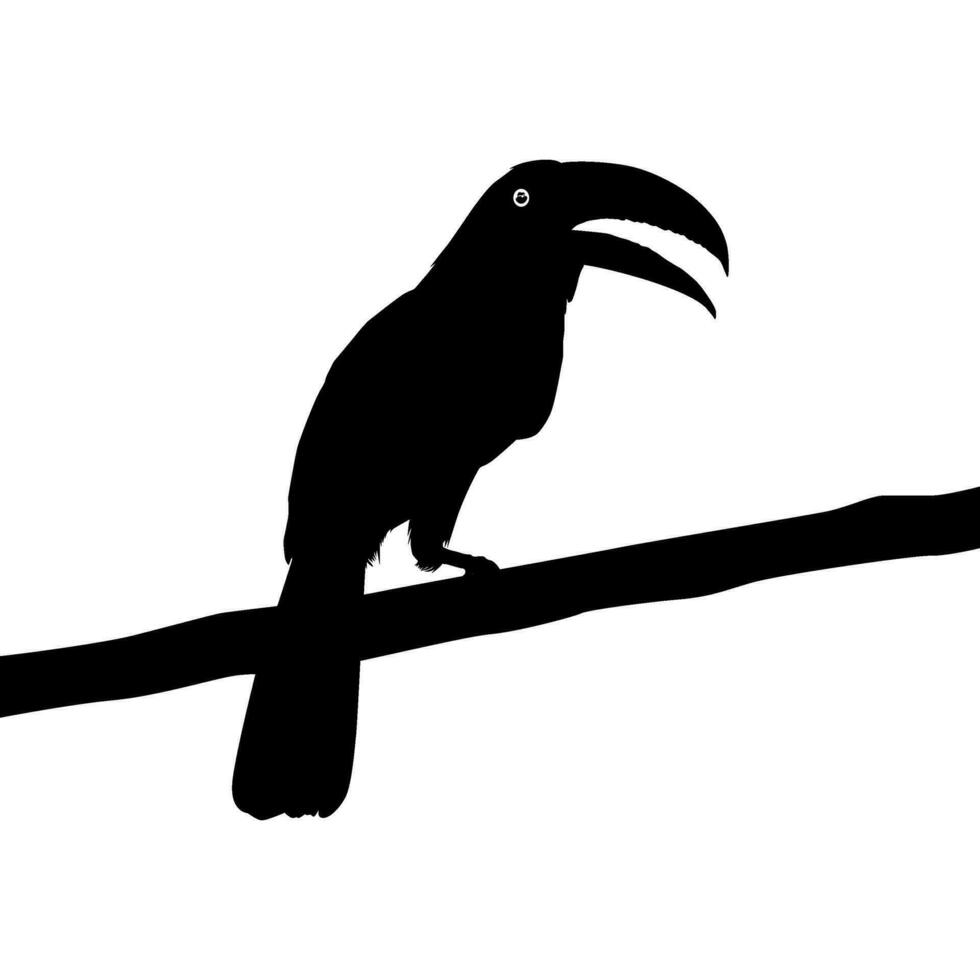 tukaner är neotropisk medlemmar av de nära tätting fågel familj ramphastidae. de ramphastidae är mest nära relaterad till de amerikan barbets, fågel silhuett. vektor illustration