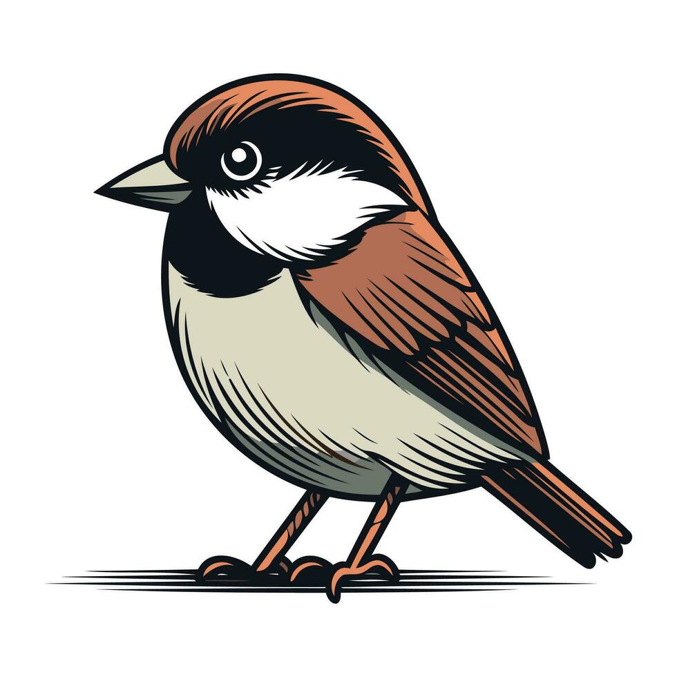 chickadee fågel vektor illustration. isolerat på vit bakgrund.