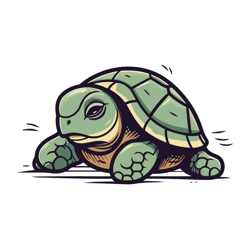 Karikatur Schildkröte. Vektor Illustration von ein Schildkröte auf ein Weiß Hintergrund.
