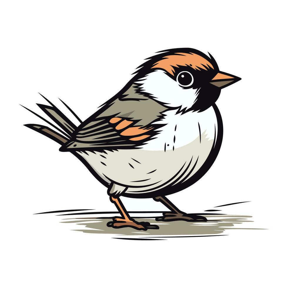 Sparv. vektor illustration av en fågel på en vit bakgrund.