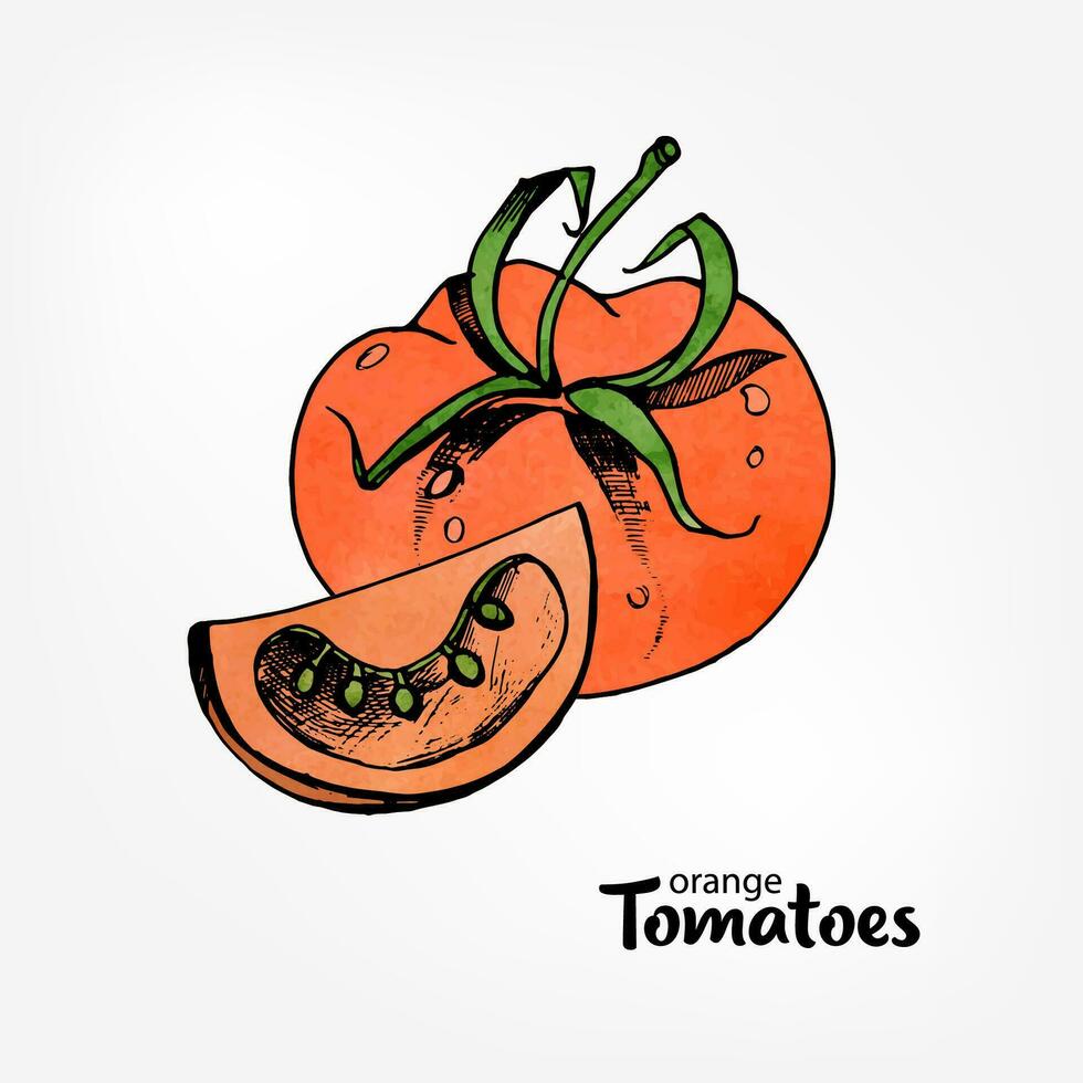 Orange Tomaten. ganze und Teil im ein schneiden. Hand gezeichnet bunt Vektor Illustration mit Aquarell Textur.