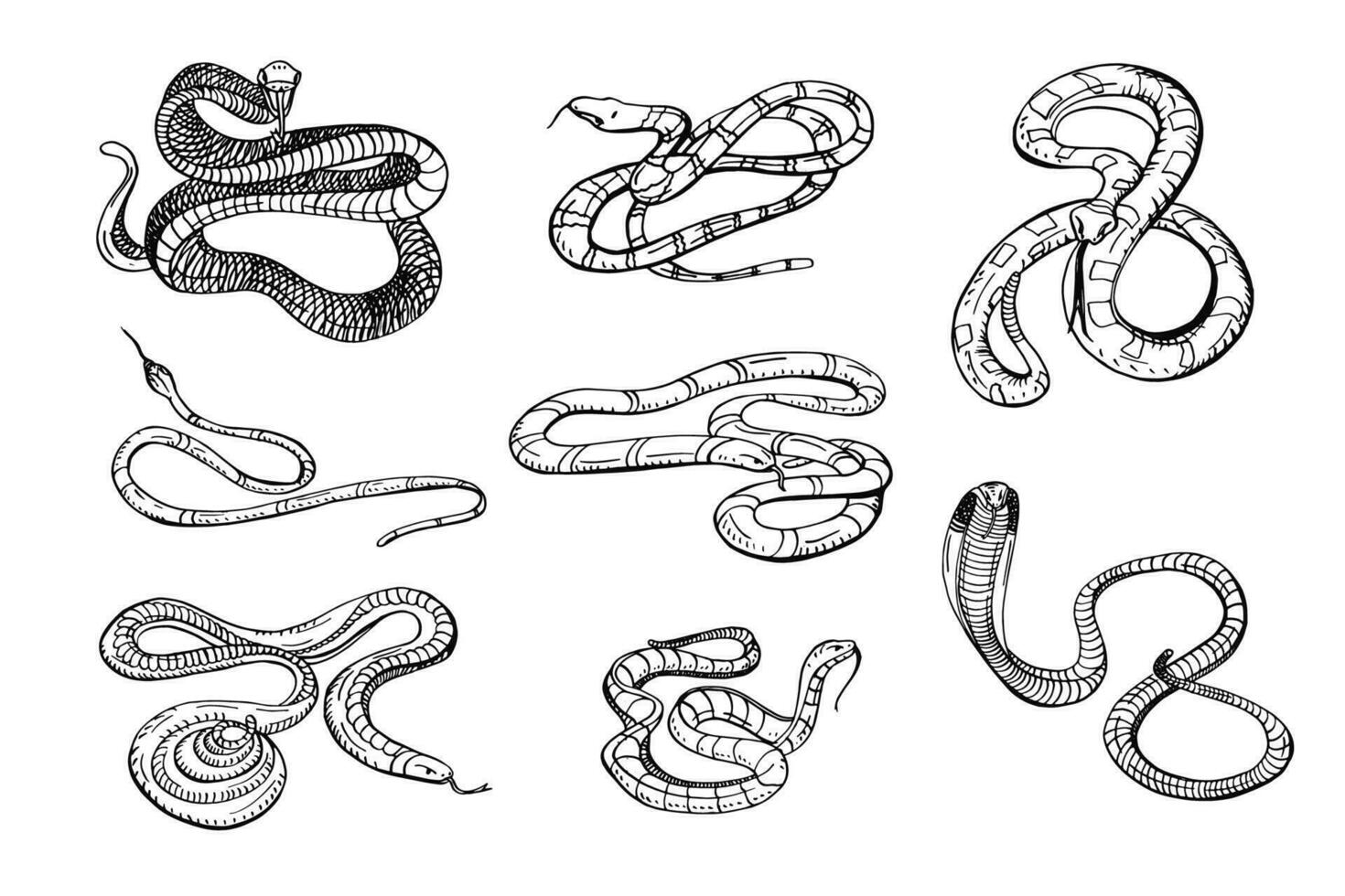 uppsättning av olika orm, huggorm, kobra och Övrig. svart och vit hand dragen samling orm. vektor illustration.