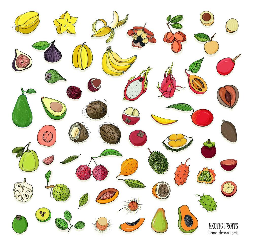 exotisch tropisch Früchte Hand gezeichnet Satz. Sammlung von ganze Obst und Ausschnitt. Avocado, akee, Banane, Guave, Hartriegel, Durian, Feigen, Karambole, Kiwano, Kokosnuss, Litschi, lange, Mango, Mangostan. vektor