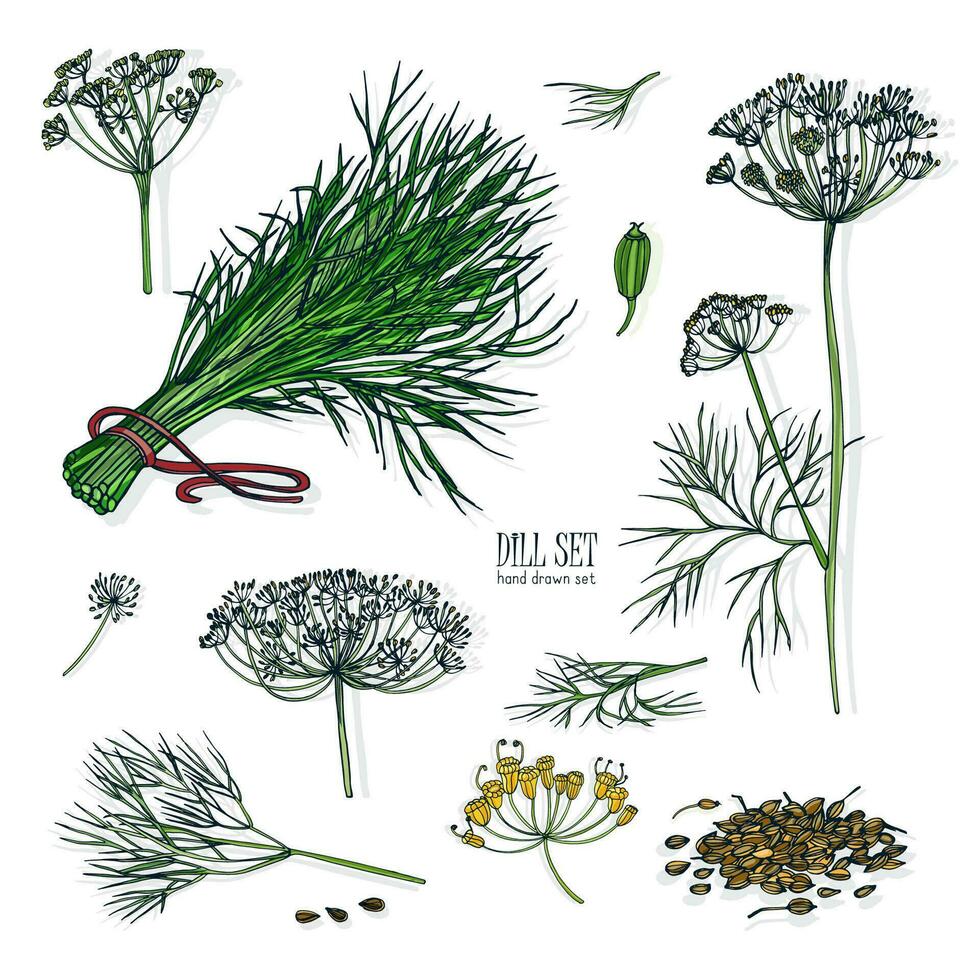 Dill Satz. Hand gezeichnet bunt Sammlung mit grüne, Bündel, Zweig, Blume, Blütenstand, Samen. Vektor Illustration auf Weiß Hintergrund.