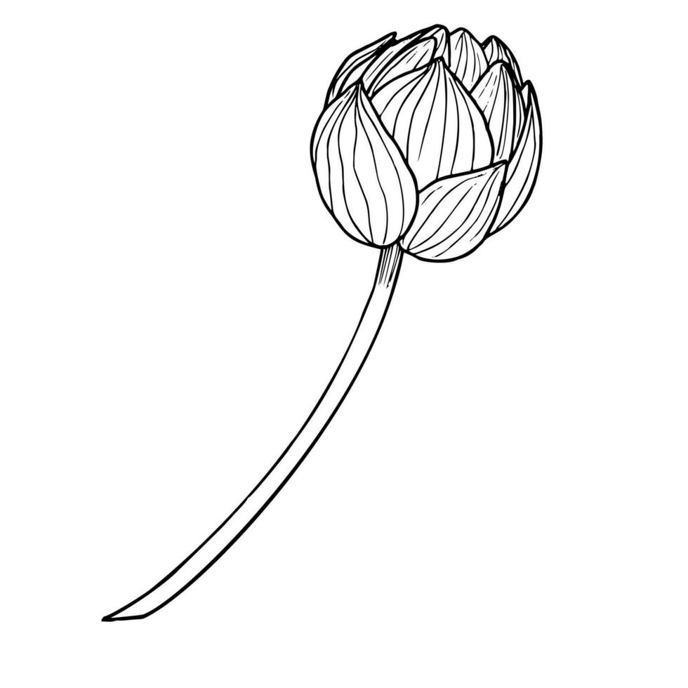 Knospe von Lotus Blume im Linie Kunst Stil. Hand gezeichnet Vektor Illustration von asiatisch Wasser Lilie im schwarz und Weiß Farben zum Spa oder Zen Design. Blumen- Zeichnung gemalt durch Tinten. Symbol von Reinheit