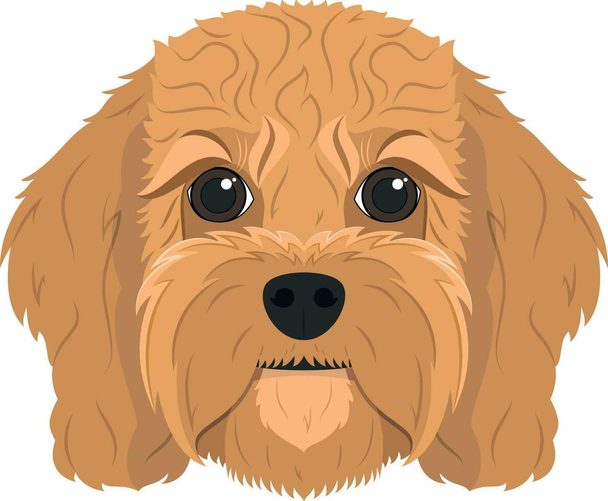 Kavoodle Hund isoliert auf Weiß Hintergrund Vektor Illustration