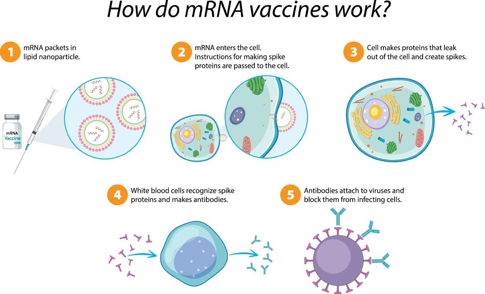 hur mrna -vacciner fungerar diagram vektor