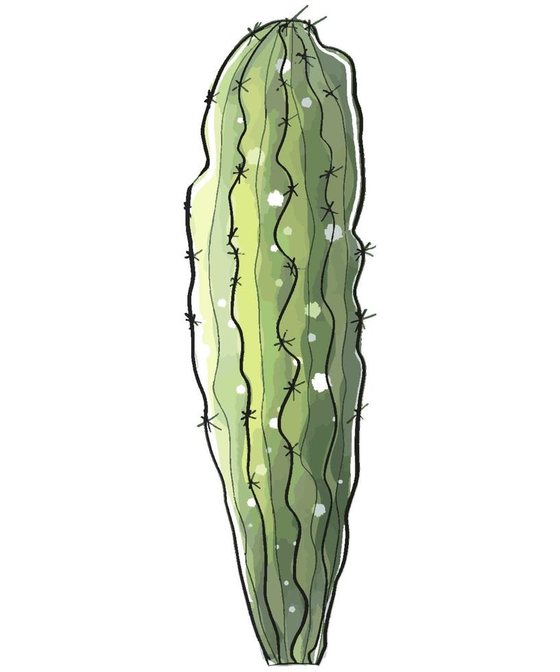 Kaktus im Aquarell-Stil isoliert auf weißem Hintergrund. vektor