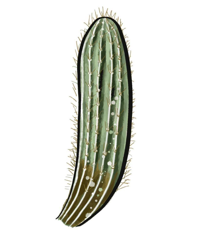 kaktus i akvarellstil isolerad på vit bakgrund. vektor