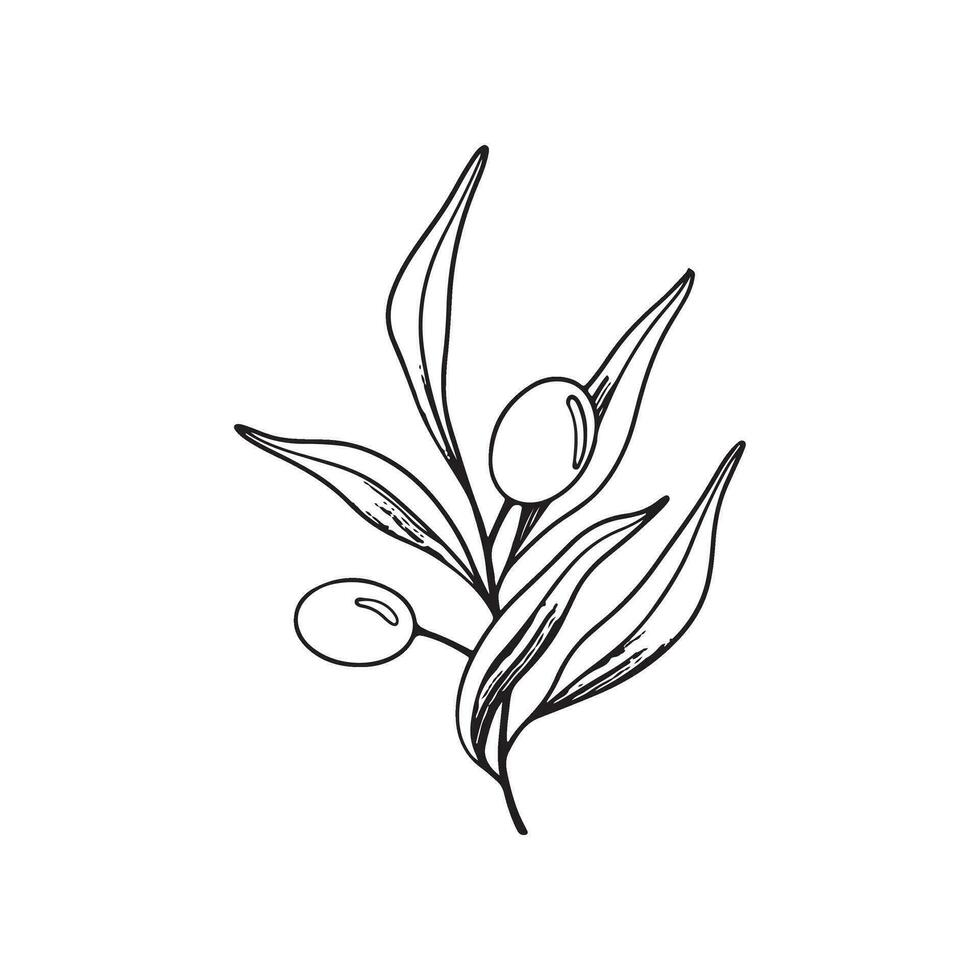 skiss av oliv gren med bär och löv. hand dragen vektor linje konst illustration. svart och vit teckning av de symbol av Italien eller grekisk för kort, design logotyp, tatuering.