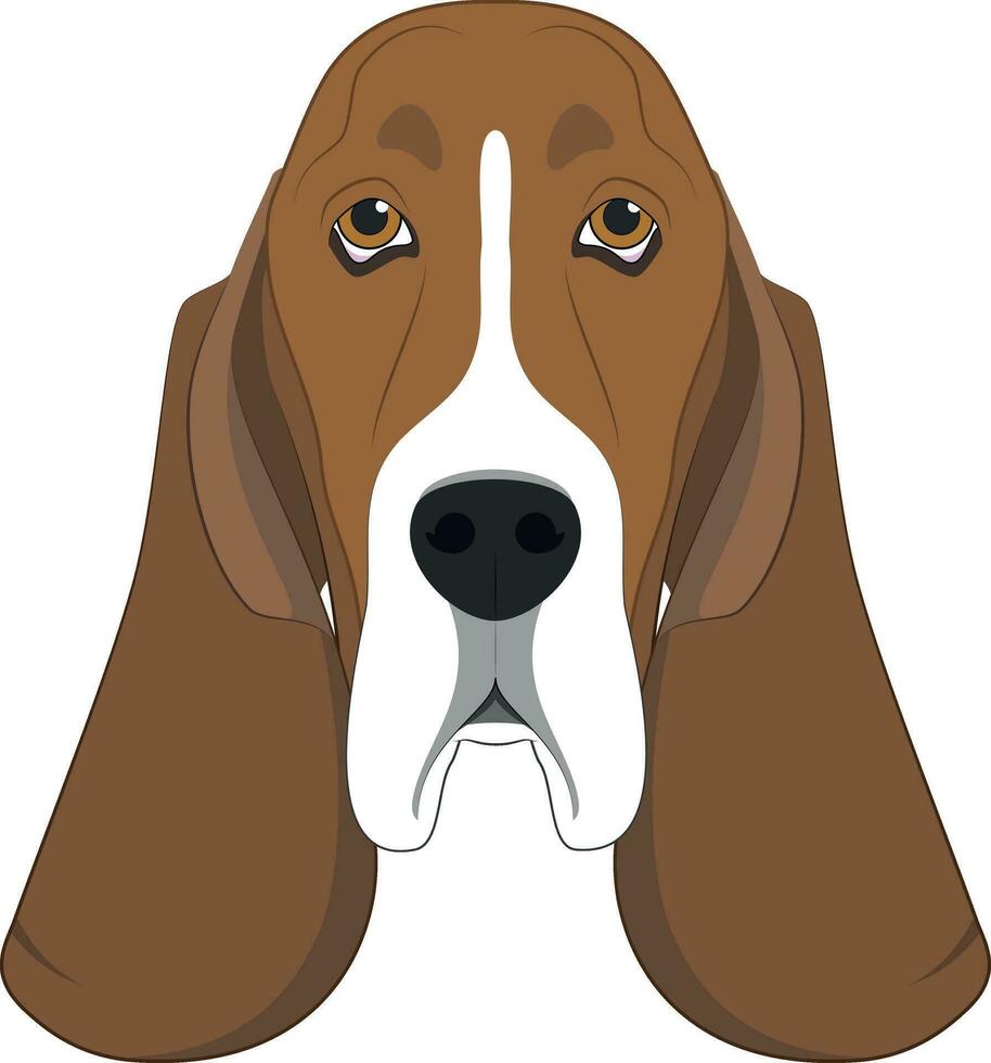 Basset hetzen Hund isoliert auf Weiß Hintergrund Vektor Illustration