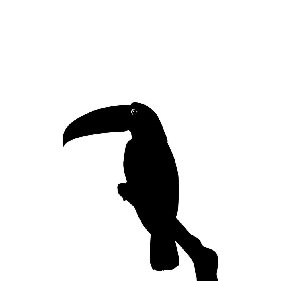 Tukane sind neotropisch Mitglieder von das in der Nähe von Passerine Vogel Familie Ramphastidae. das Ramphastidae sind die meisten eng verbunden zu das amerikanisch Barbets, Vogel Silhouette. Vektor Illustration