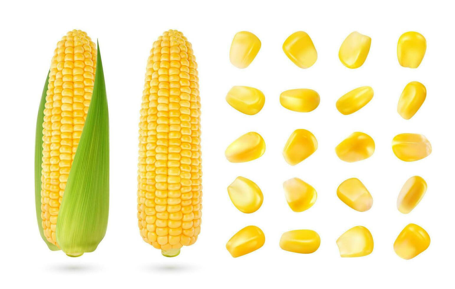 realistisk majs majskolv och spannmål frön isolerat 3d uppsättning vektor