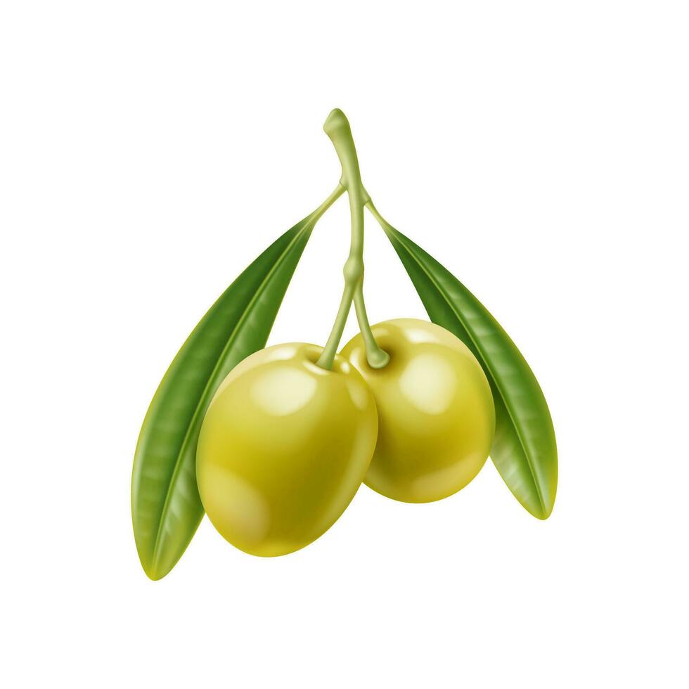realistisch roh Grün Oliven Ast mit Blätter vektor
