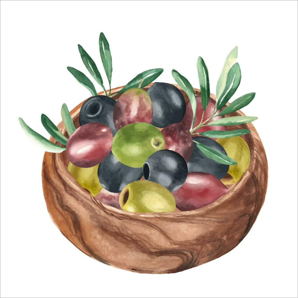 Oliven und Olive Geäst im hölzern Schüssel von Seite Sicht. Grün, Schwarz, rot Oliven Aquarell Hand gezeichnet botanisch Illustration. können Sein benutzt zum Speisekarte, Produkt Paket und Essen Design vektor