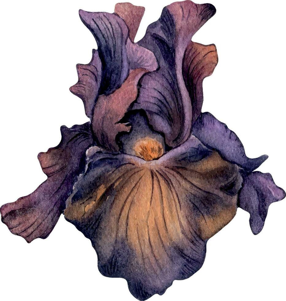 Aquarell dunkel lila Iris Blume isoliert auf Weiß Hintergrund. gotisch Blumen- botanisch Illustration Hand gezeichnet. gotisch dunkel Hochzeit Dekoration im Jahrgang Stil. Element zum Einladung, Hintergrund vektor