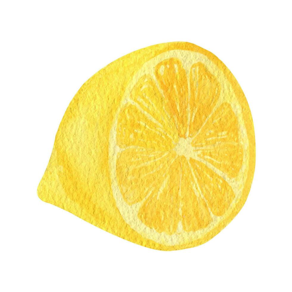 Zitrone Obst Scheibe Aquarell Clip Art. Illustration von frisch Zitrone vektor