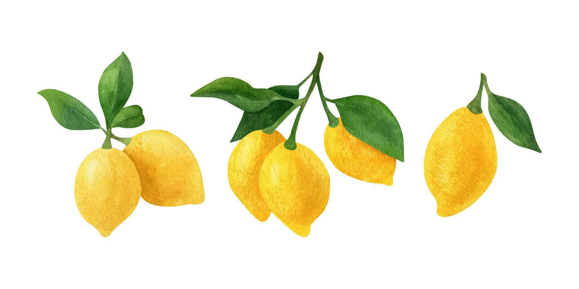 citron- frukt vattenfärg ClipArt. illustrationer av citron- gren med grön löv vektor