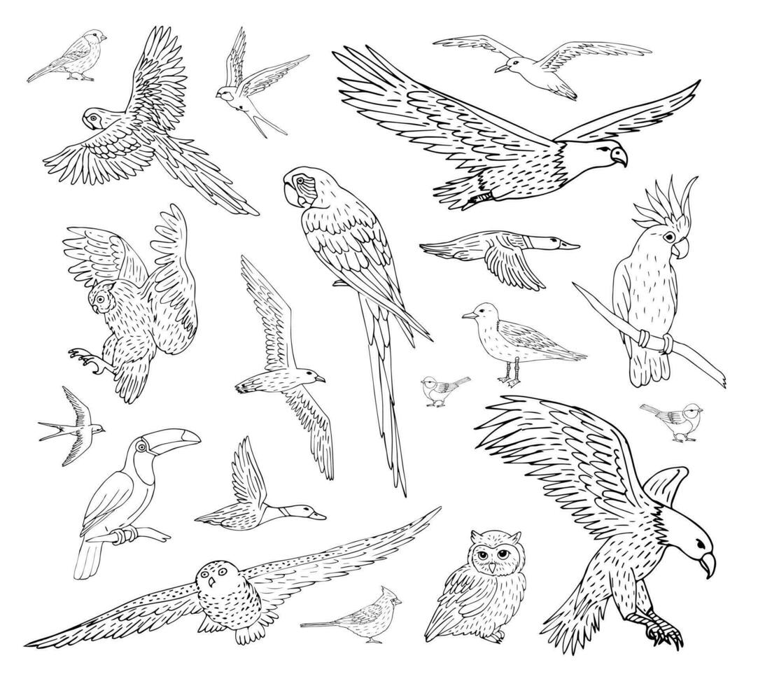 Vektor einstellen bündeln von anders Hand zeichnen wild Vogel