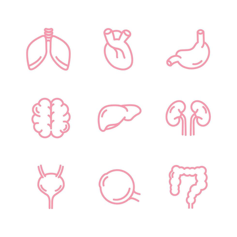 Mensch intern Organe Symbol Satz. Lunge, Nieren, Gehirn, Herz, Leber, Auge, Blase, Innereien, Magen. zum Apps und Webseiten. Vektor Illustration auf Weiß Hintergrund. Infografik. lebenswichtig Organ.