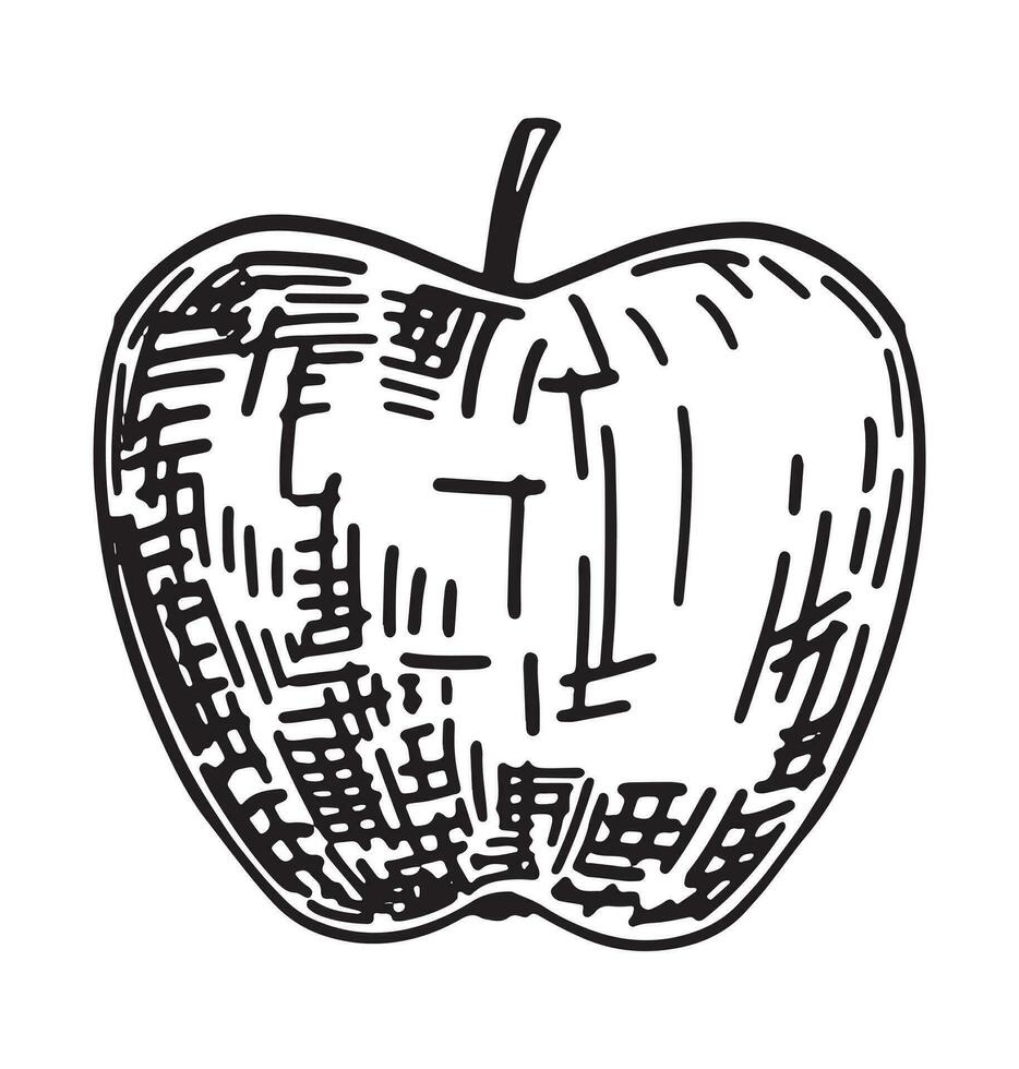 Apfel Obst Clip Art. Herbst essbar Ernte. Hand gezeichnet Vektor Illustration. retro Gravur Stil skizzieren isoliert auf Weiß Hintergrund.