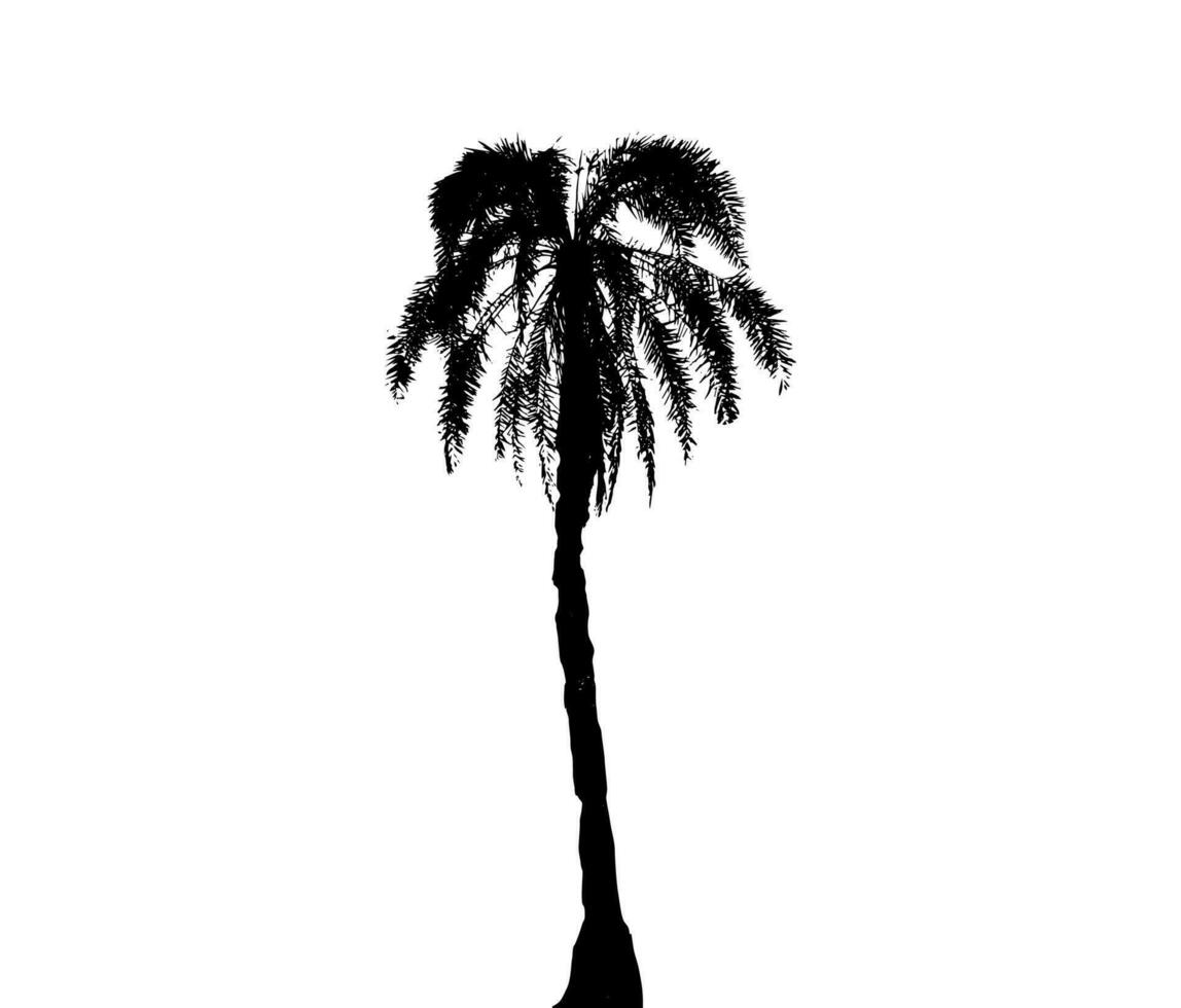 Palme Baum Silhouette Vektor Illustration, Silhouette von Palme Baum auf Weiß Hintergrund Vektor Kunst, schwarz Farbe ,