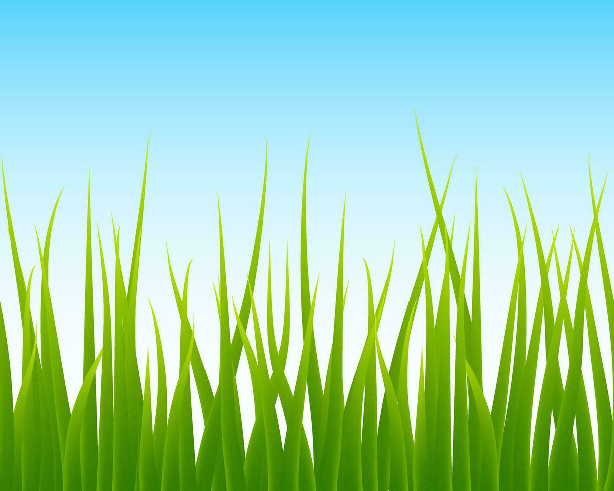 grön gräs, blå himmel sömlös bakgrund vektor