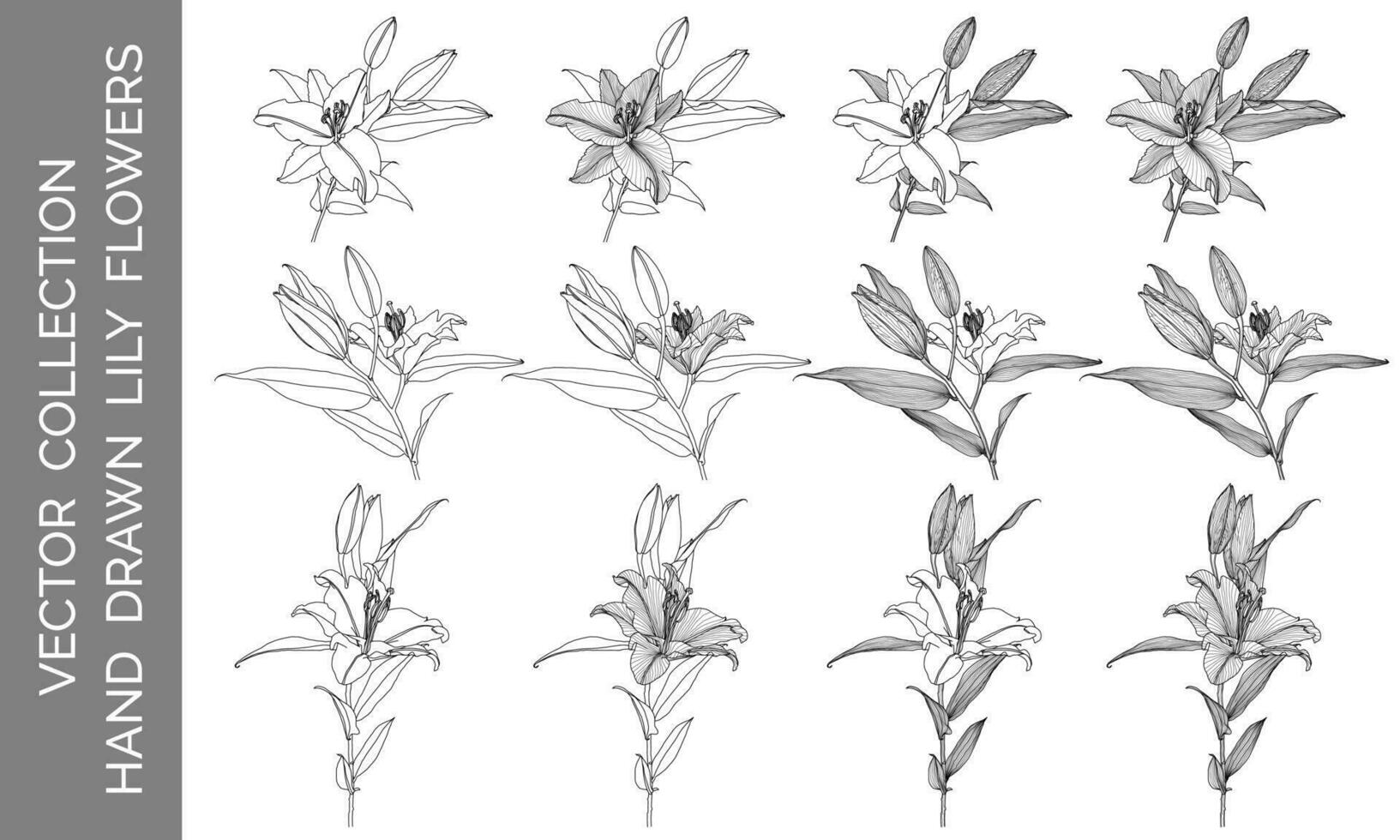 vektor samling av hand dragen lilja blommor, svart linje grafik på vit bakgrund. design element för dekorera tryckt Produkter, inbjudningar, hälsningar, vykort, tapeter, täcker, färg.