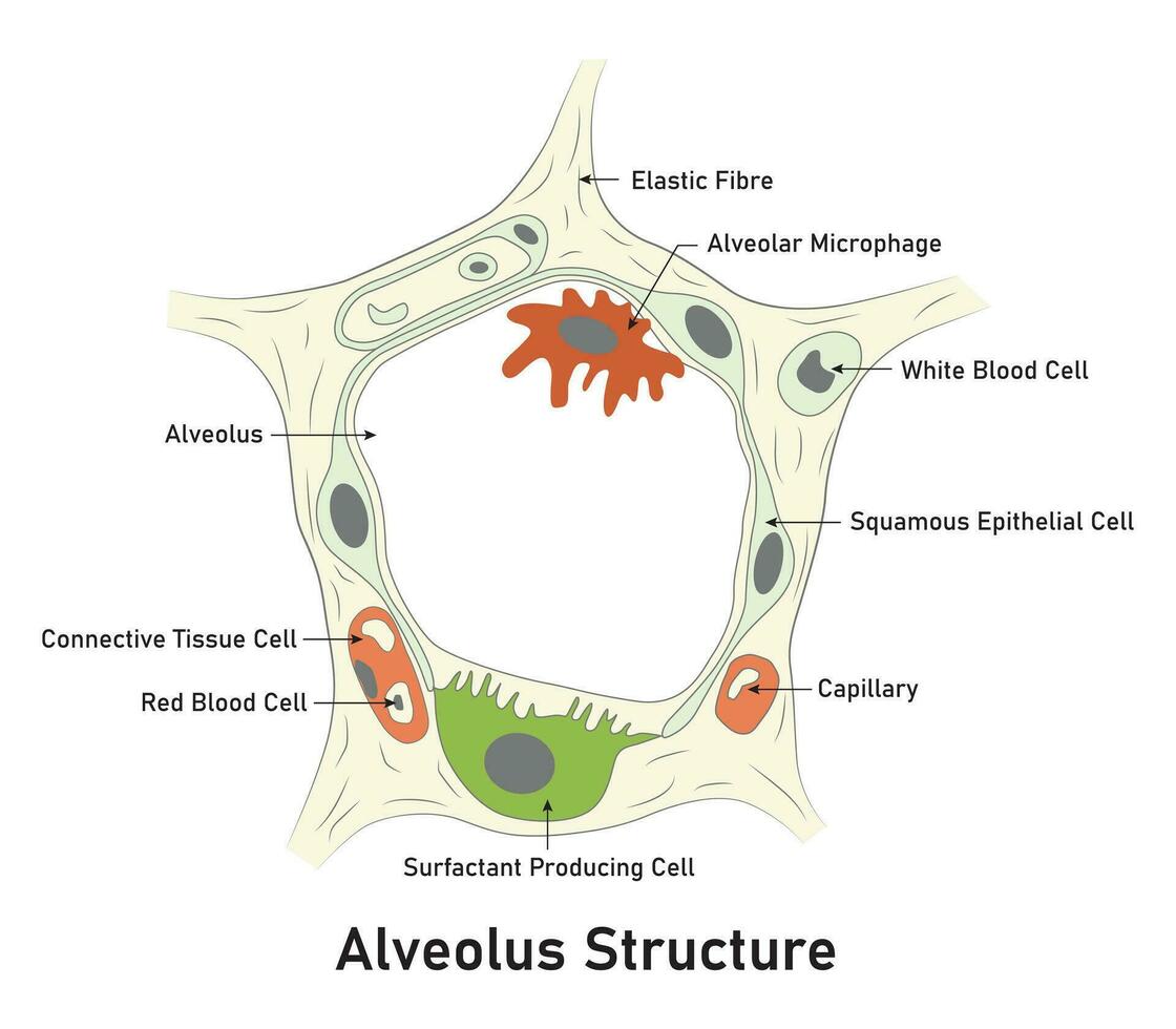 alveol strukturera vetenskap design vektor illustration