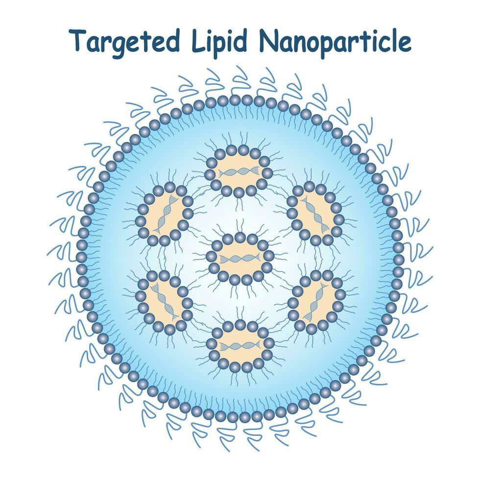 målinriktad lipid nanopartikel vetenskap design vektor design illustration