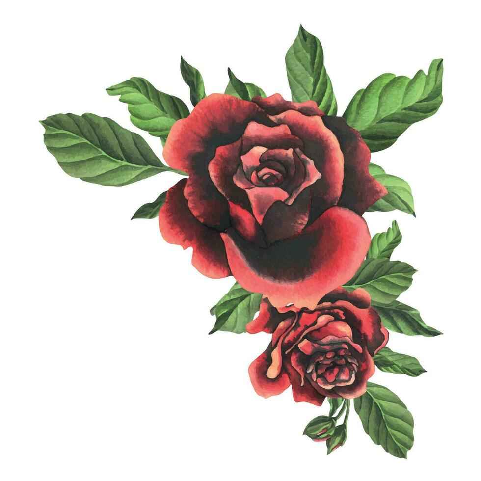 röd svart reste sig blommor med grön löv och knoppar, chic, ljus, skön. hand dragen vattenfärg illustration. isolerat sammansättning på en vit bakgrund, för dekoration och design vektor