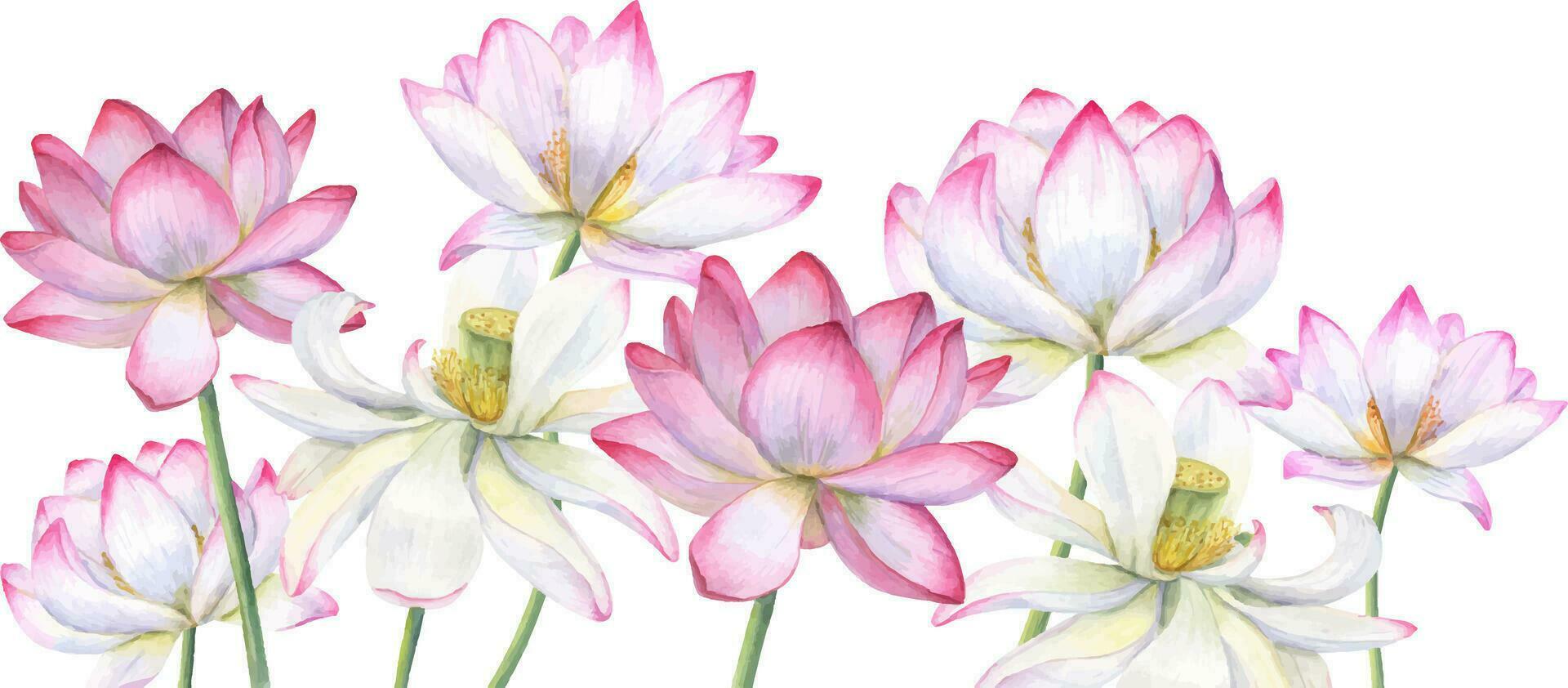 sammansättning av rosa lotus blommor. blomning näckros blomma, indisk lotus, helig lotus. kopia Plats för text. vattenfärg illustration. för affisch, kort, hälsning, inbjudan. vektor