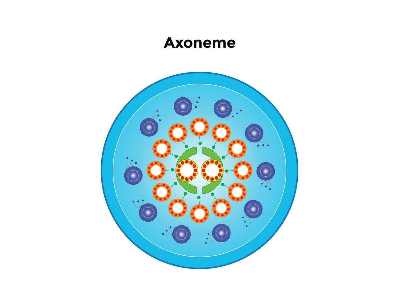 axoneme är de del av flagella och cilia den där lögner utanför de cell och är förankrade inuti de cell via en basal kropp. vektor