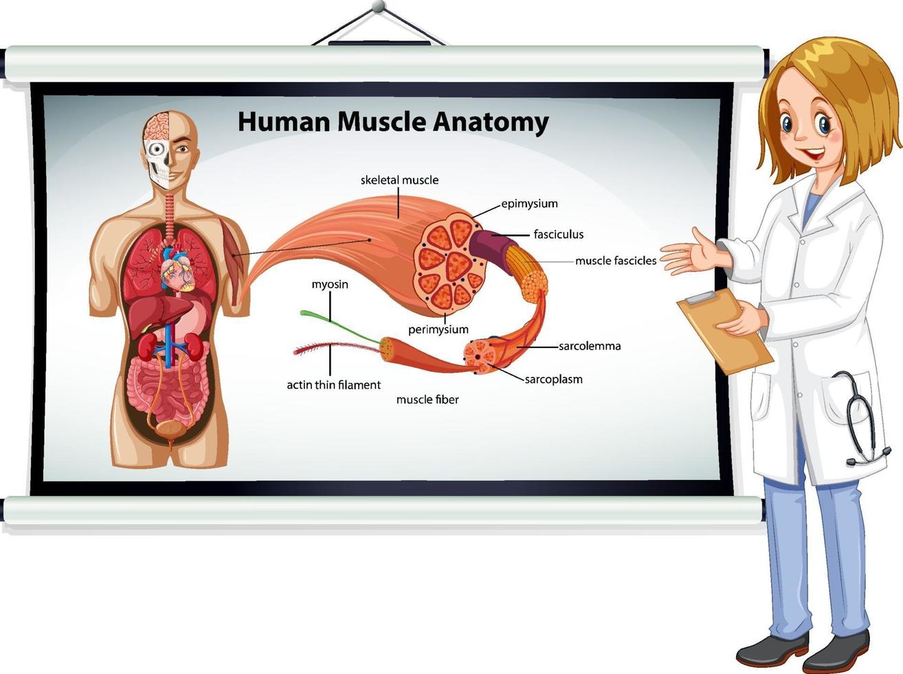 menschliche Muskelanatomie mit Körperanatomie vektor