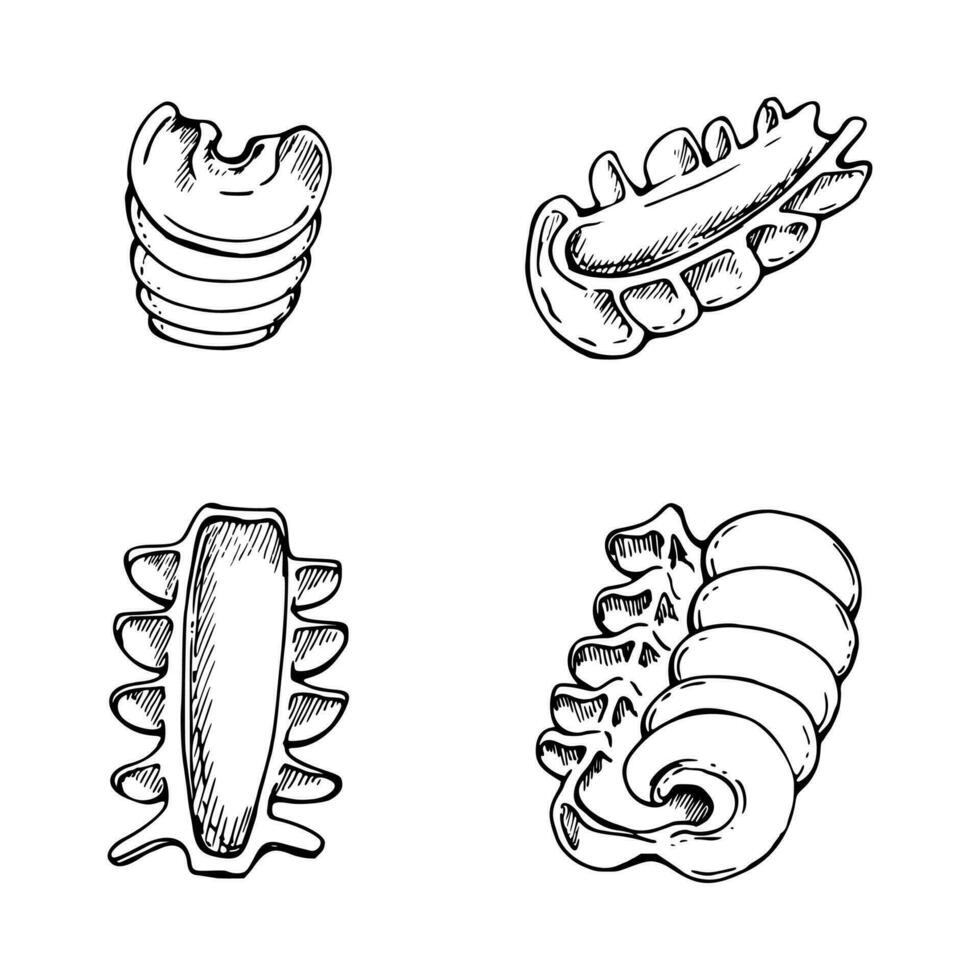 Hand gezeichnet Vektor Tinte Illustration. Typen von Pasta Italienisch Küche traditionell Gericht Heizkörper. einstellen von Single Objekt Elemente isoliert auf Weiß. Restaurant, Speisekarte, Essen Geschäft und Paket, Flyer, drucken.